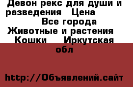 Девон рекс для души и разведения › Цена ­ 20 000 - Все города Животные и растения » Кошки   . Иркутская обл.